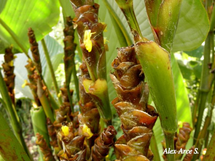 Calathea lutea (Bijagua)