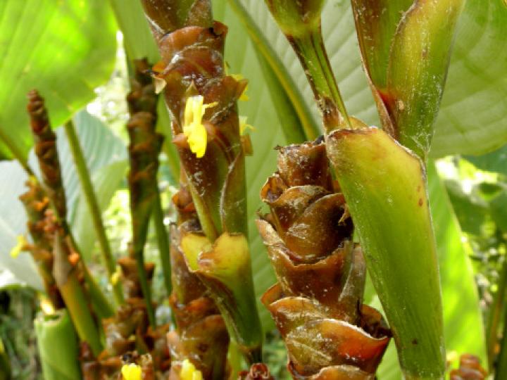 Calathea lutea (Bijagua)
