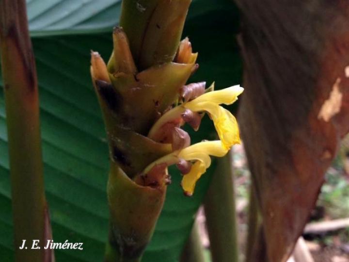 Calathea lutea | Ecos del Bosque