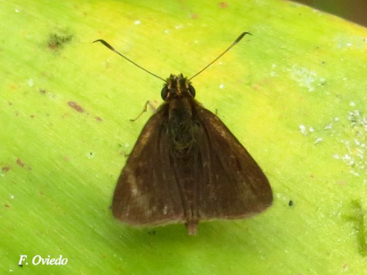 Callimormus juventus