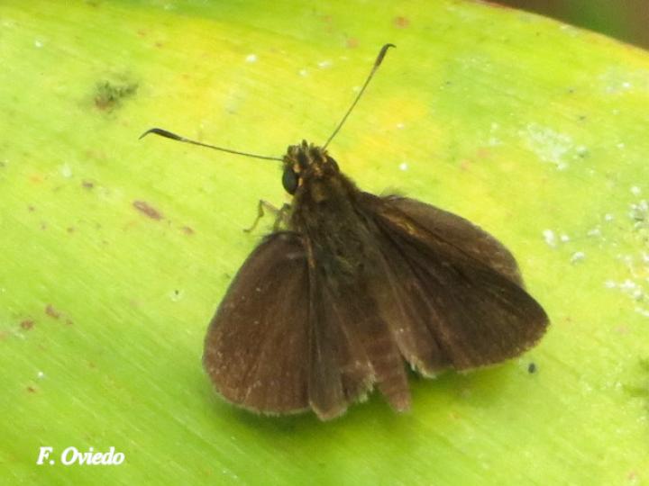 Callimormus juventus