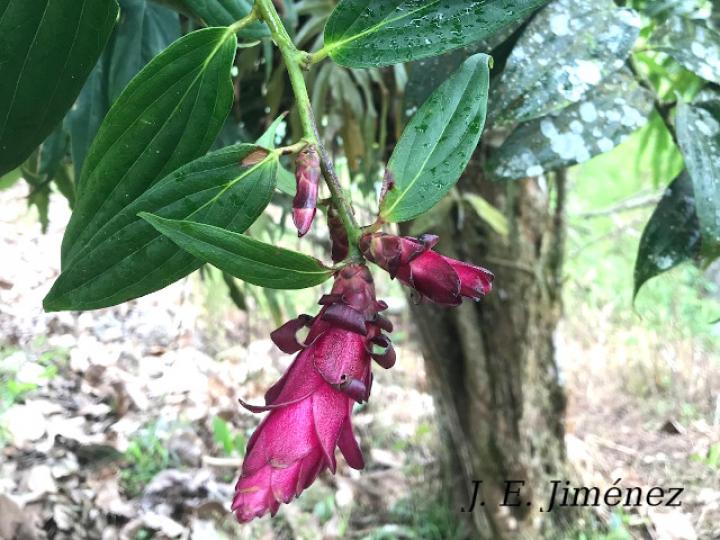 Cavendishia callista