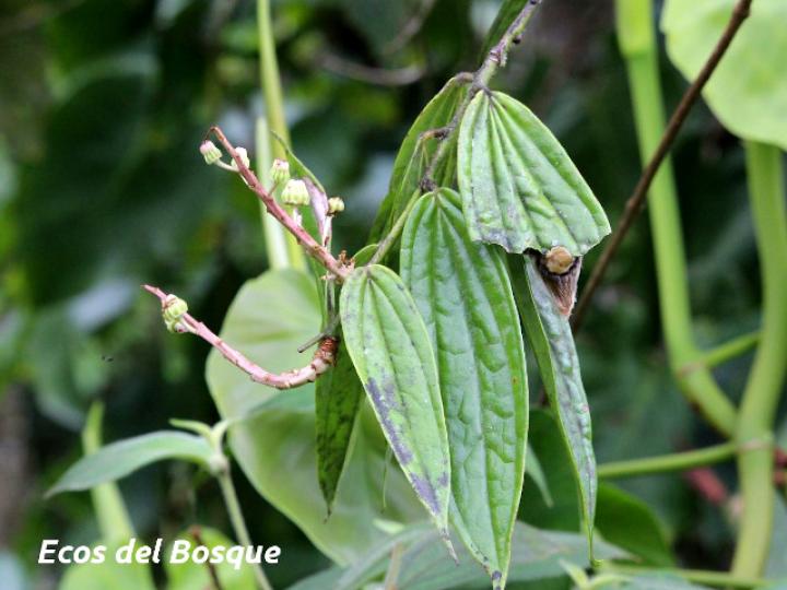 Cavendishia callista