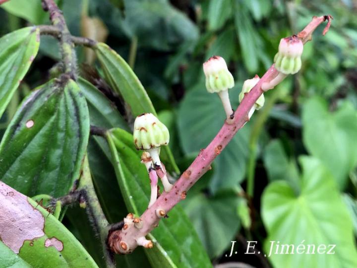 Cavendishia callista