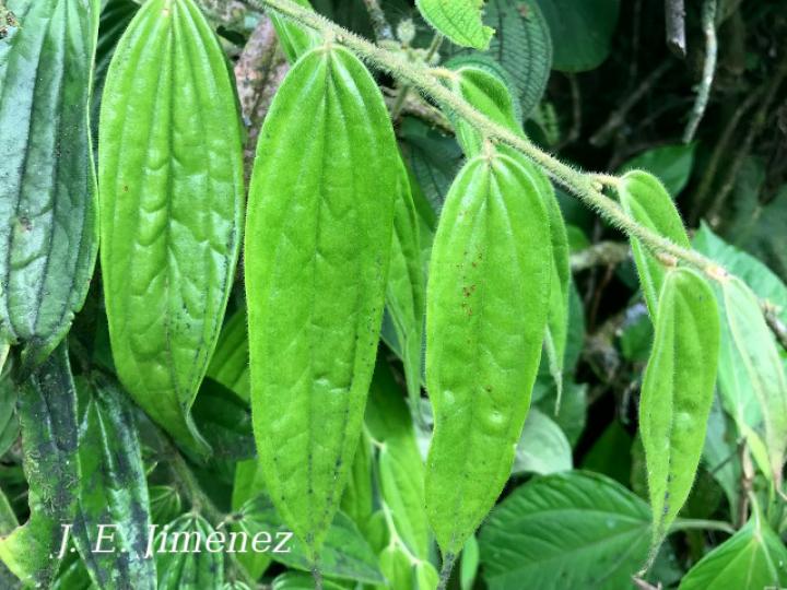 Cavendishia callista