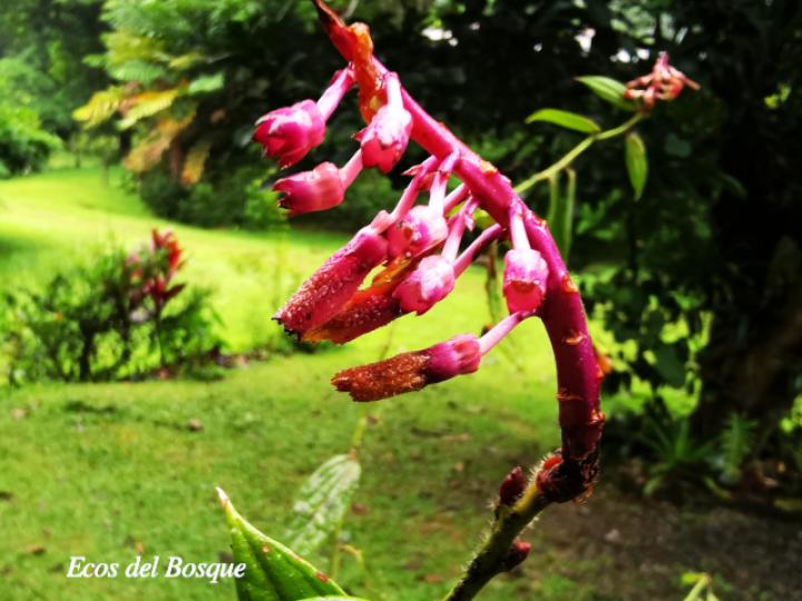 Cavendishia callista