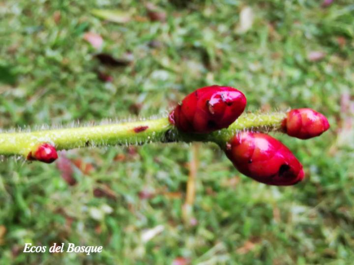 Cavendishia callista