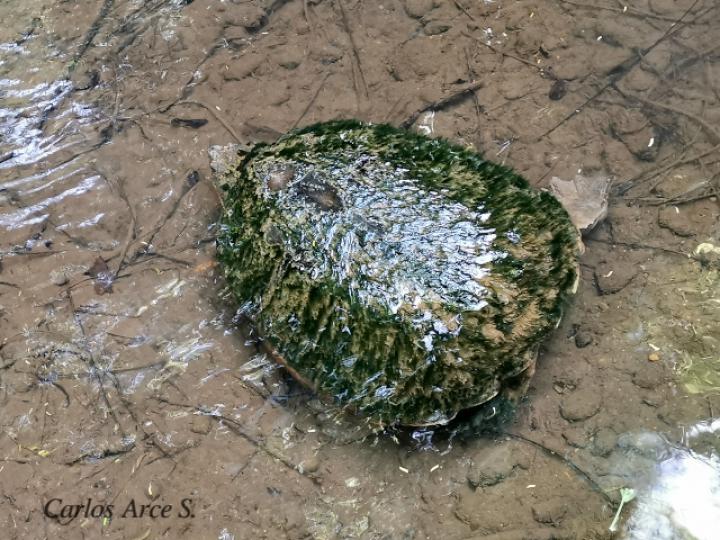 Chelydra serpentina (Tortuga lagarto, Tortuga mordedora)