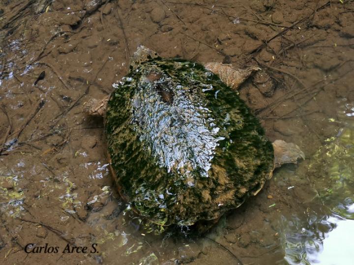 Chelydra serpentina (Tortuga lagarto, Tortuga mordedora)