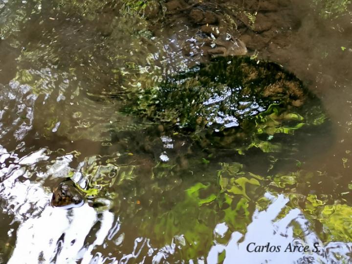 Chelydra serpentina (Tortuga lagarto, Tortuga mordedora)