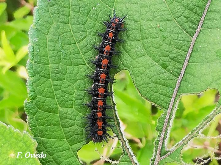 Chlosyne lacinia lacinia (Larva)