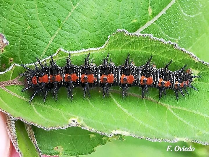 Chlosyne lacinia lacinia (Larva)