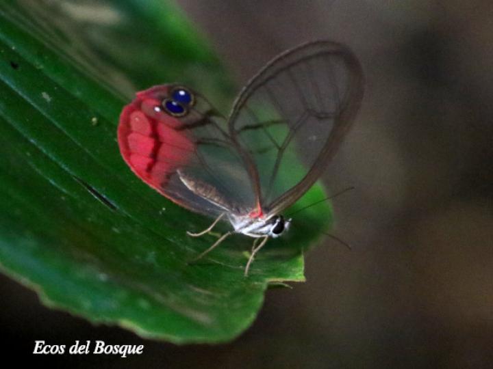 Cithaerias pireta pireta (Fantasma ruborizado)