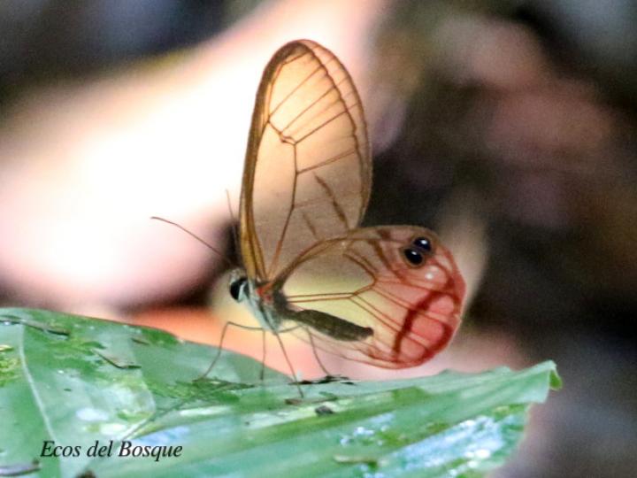 Cithaerias pireta pireta (Fantasma ruborizado)