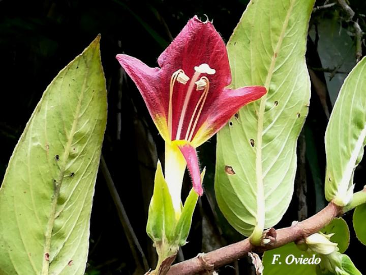 Columnea nicaraguensis