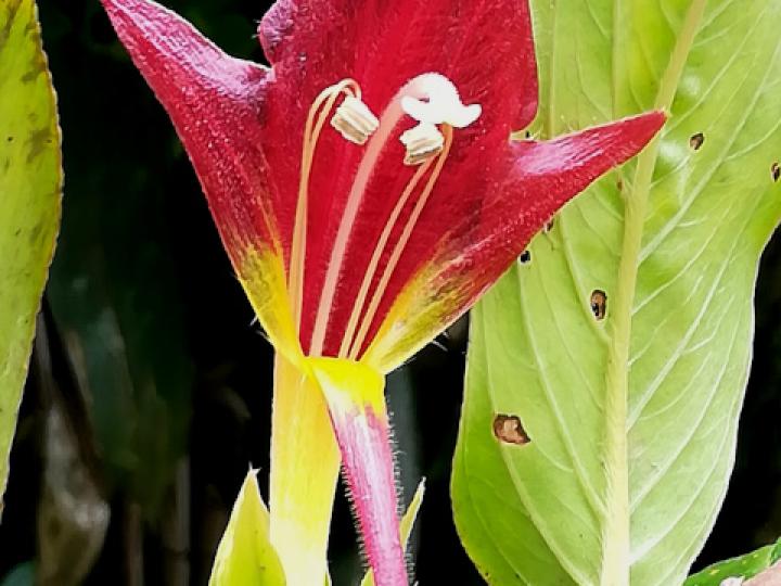 Columnea nicaraguensis