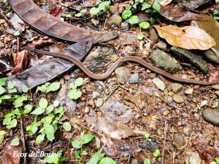 Coniophanes fissidens (Culebra de vientre amarillo)