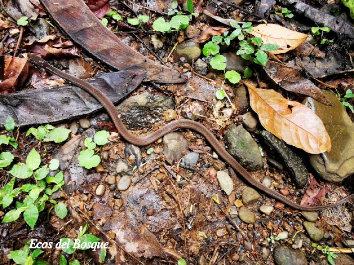 Coniophanes fissidens (Culebra de vientre amarillo)
