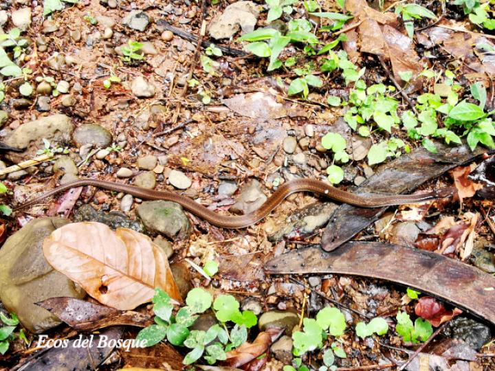 Coniophanes fissidens (Culebra de vientre amarillo)