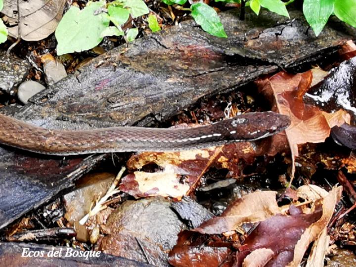 Coniophanes fissidens (Culebra de vientre amarillo)