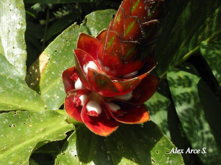 Costus pulverulentus (Caña agria)