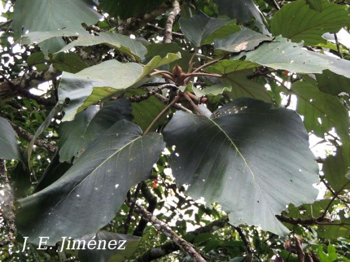 Coussapoa villosa (Montano)