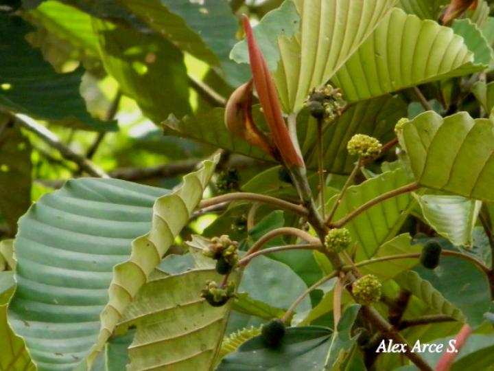 Coussapoa villosa (Montano)