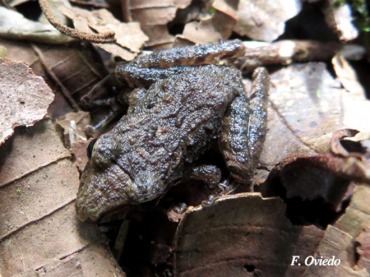 Craugastor bransfordii (Rana de hojarasca)