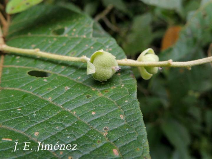 Croton bilbergianus (Targuacillo)