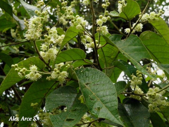 Croton bilbergianus (Targuacillo)