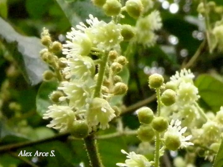 Croton bilbergianus (Targuacillo)