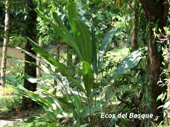 Cyclanthus bipartitus (Hoja de lapa) Cyclanthus bipartitus (Hoja de lapa)