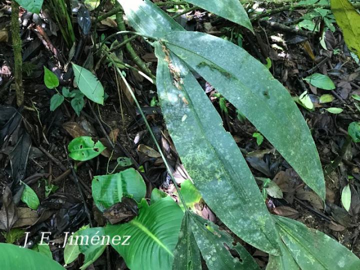 Cyclanthus bipartitus (Hoja de lapa) Cyclanthus bipartitus (Hoja de lapa)