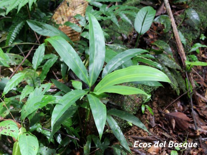 Cyclanthus bipartitus (Hoja de lapa) Cyclanthus bipartitus (Hoja de lapa)
