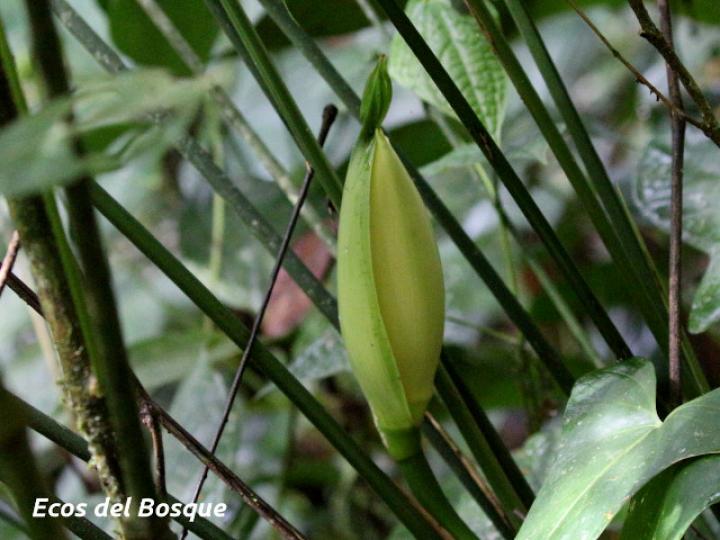 Cyclanthus bipartitus (Hoja de lapa) Cyclanthus bipartitus (Hoja de lapa)