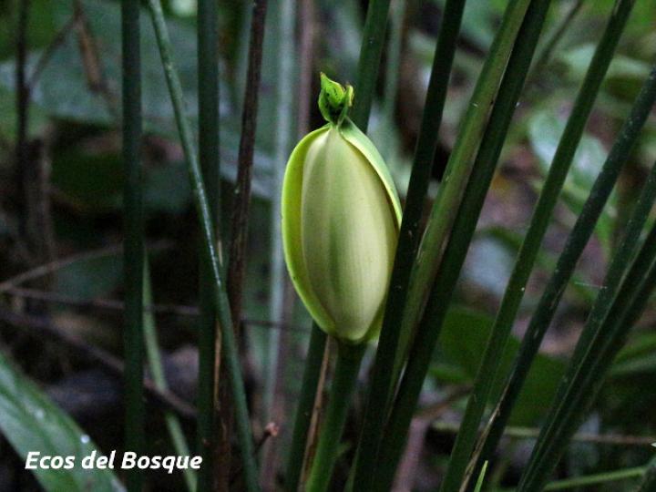 Cyclanthus bipartitus (Hoja de lapa) Cyclanthus bipartitus (Hoja de lapa)