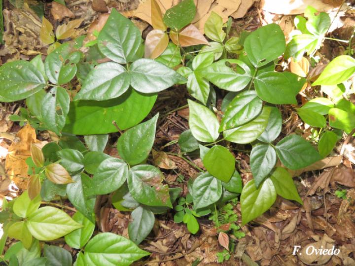 Desmodium axillare (Pega-pega)