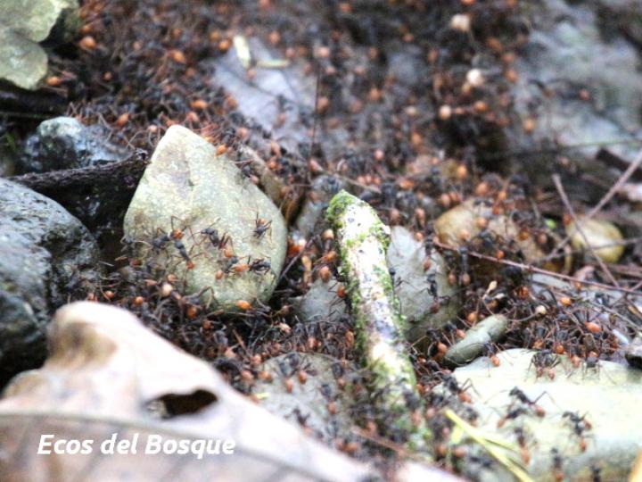 Eciton burchelli (Hormigas arrieras)
