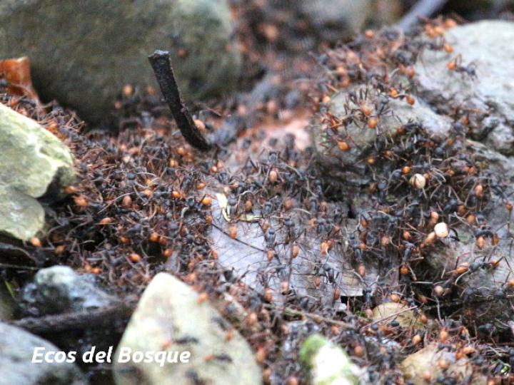 Eciton burchelli (Hormigas arrieras)