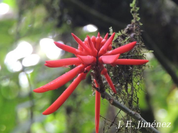Erythrina gibbosa (Poró)