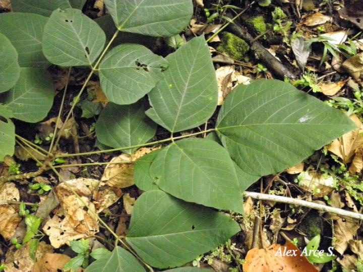 Erythrina gibbosa (Poró)