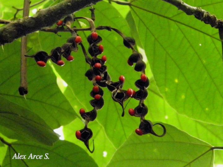 Erythrina gibbosa (Poró)