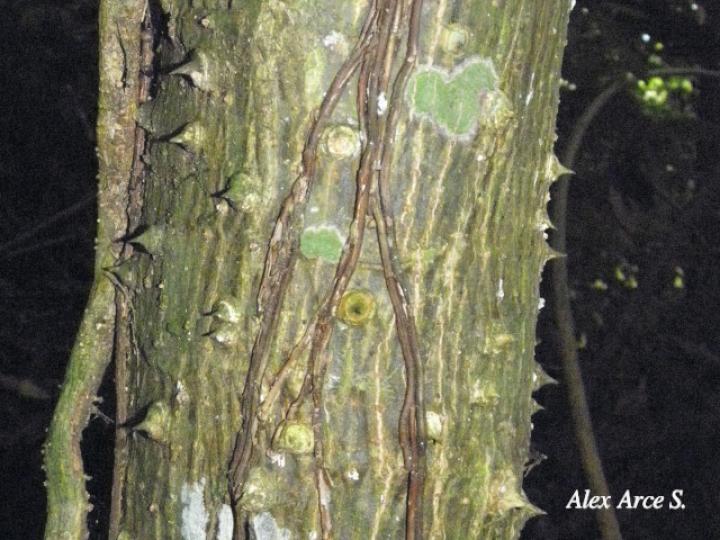 Erythrina gibbosa (Poró)