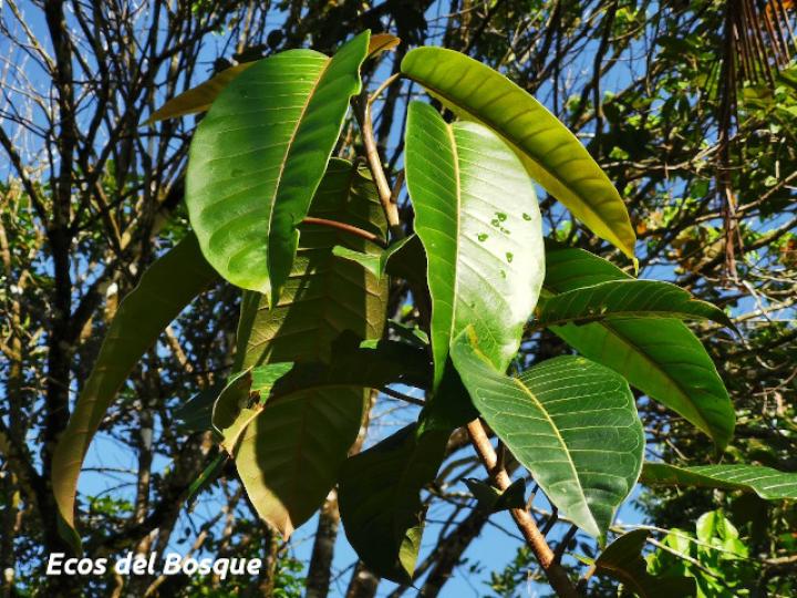 Ficus citrifolia (Higuerón)