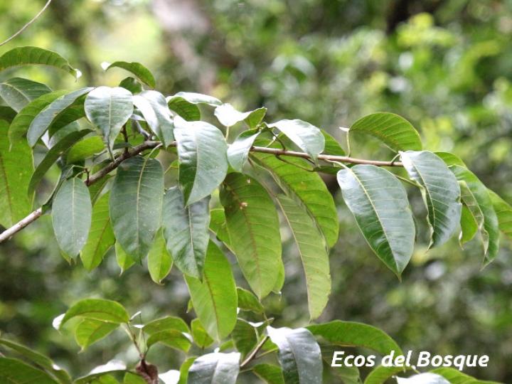 Ficus citrifolia (Higuerón)