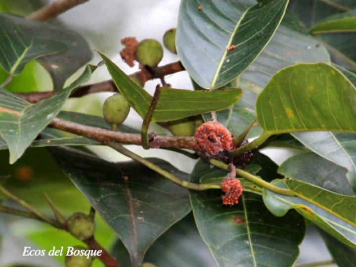 Ficus citrifolia (Higuerón)