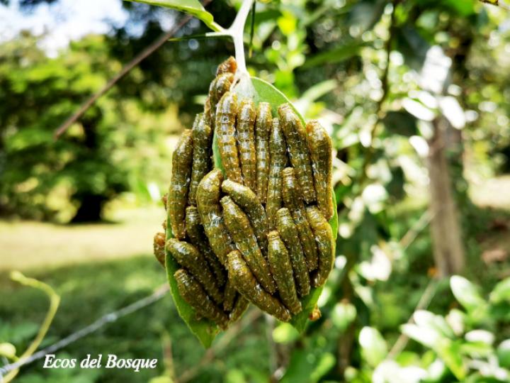 Heraclides anchisiades idaeus (Cola de golondrina manchada de rubí)