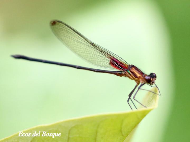 Hetaerina cruentata (Caballito escarlata)