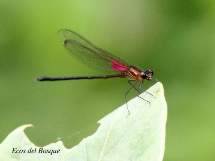 Hetaerina cruentata (Caballito escarlata)