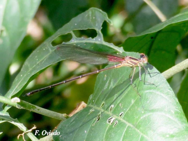 Hetaerina miniata  (macho joven)